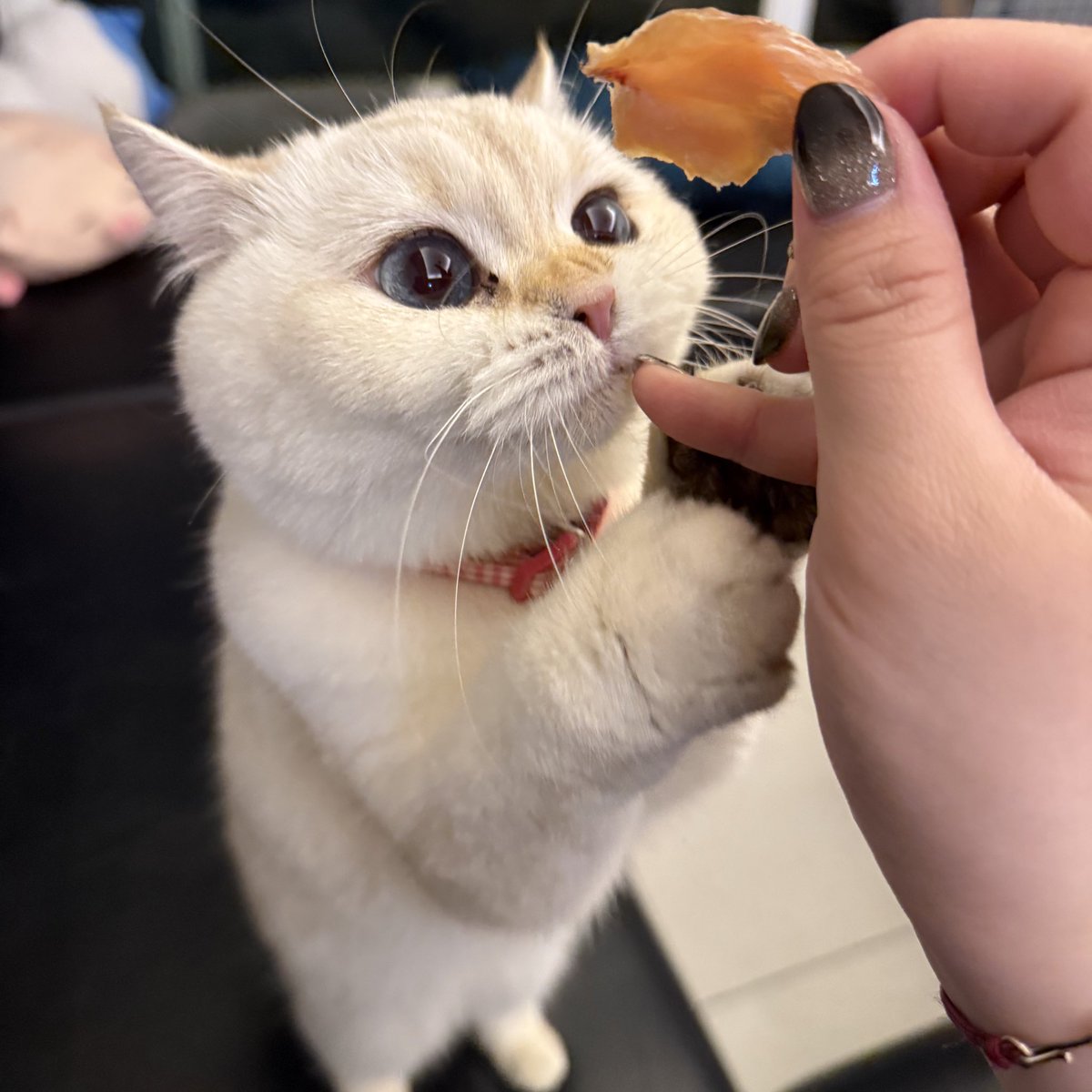 昨天上班上的很無聊
在公司自己製作了雞胸肉肉乾給肉桂吃❕
看起來很喜歡✨
就是沒有犬齒所以要撕的超小一塊給她www
這樣應該算是成功吧🥹🥹🥹