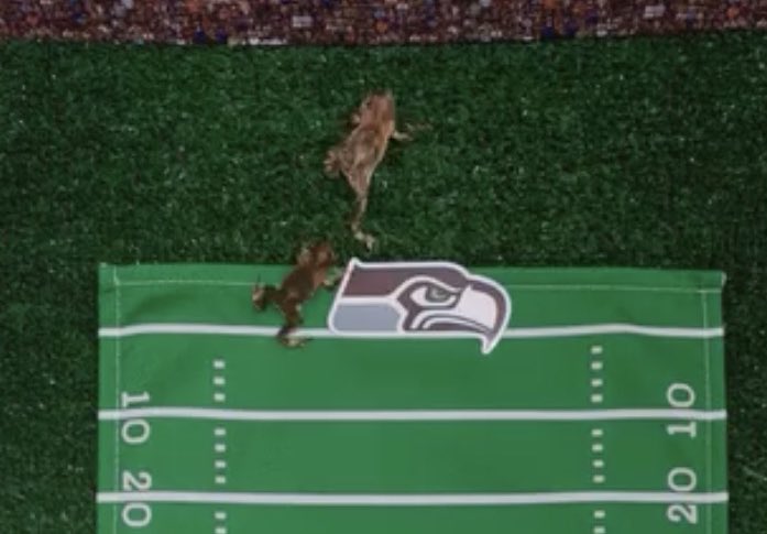 fullmetalfroge's tweet photo. #frogtwt #frogupdate my local zoo used two critically endangered puerto rican crested toads (sapo concho) to predict the super bowl 60 winner and they were right! bc frogs always Know. the game was kinda boring but the bad bunny show (he also used these toads in album promotion!) https://t.co/PuBUGz8g8u