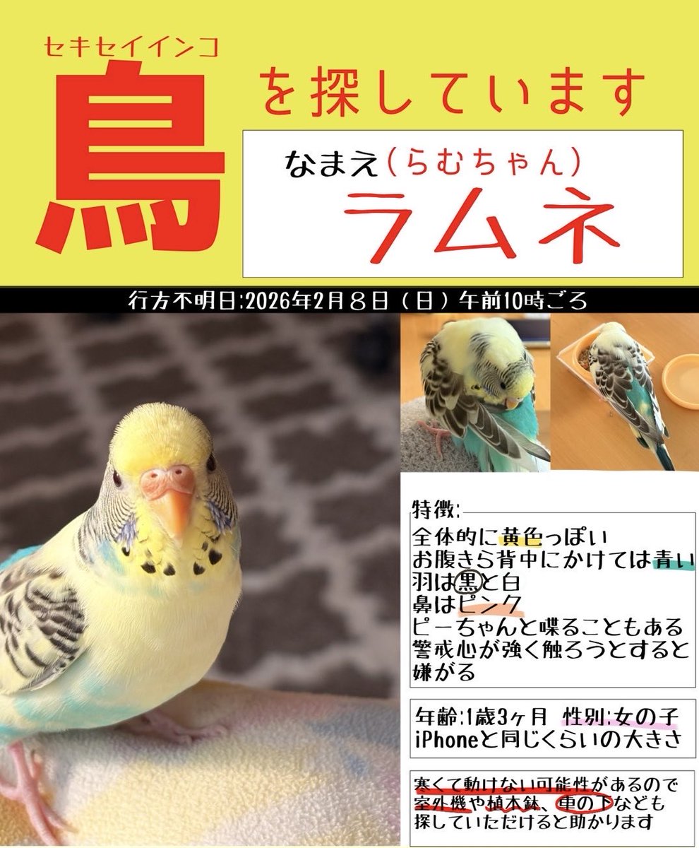神戸市灘区新在家付近で行方不明になりました。
2/8午前10時頃、雪の中逃してしまいました。
どんな風な再会でも構いませんので、手元に連れて帰りたいです。
よろしくお願いいたします。

#迷い鳥 #セキセイインコ #迷子 #拡散希望