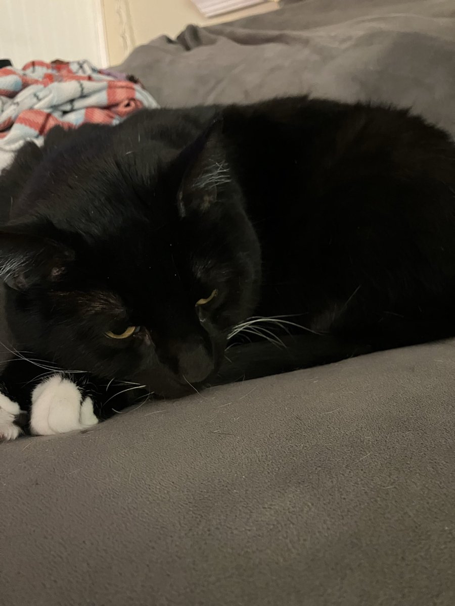 Katniss, a Denver Rabbit, was excited to see Conejo Malo tonight