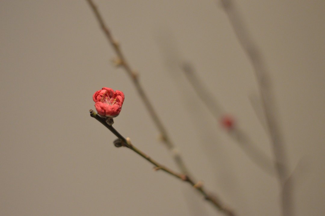 Arranging flowers at home can beautify your life!