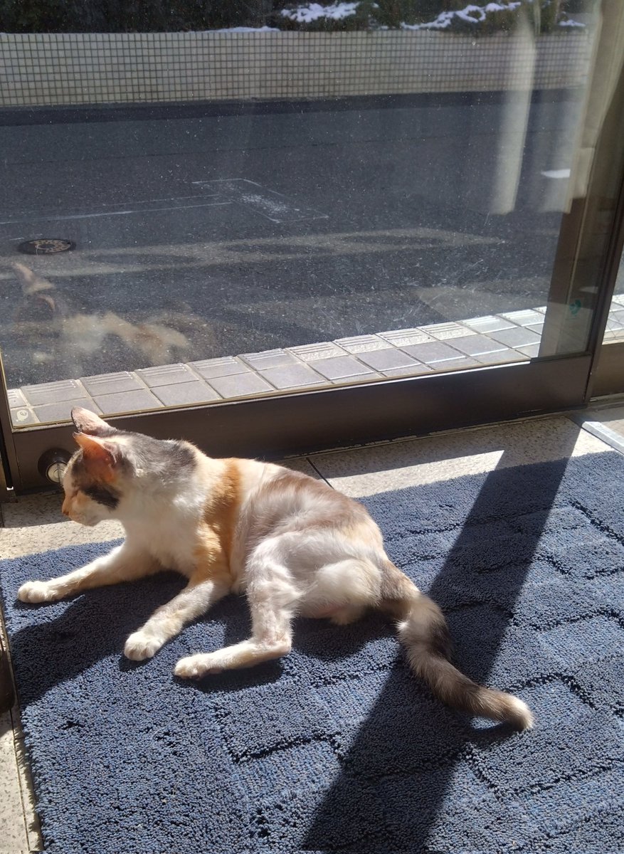 ミケちゃん (@ojm52811) / Posts / X