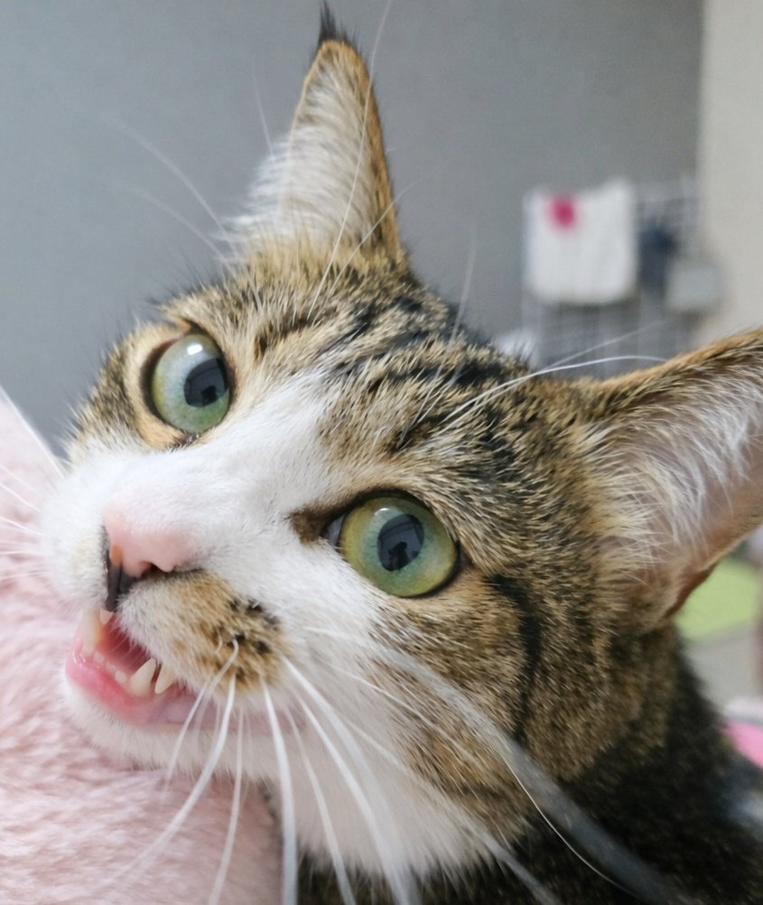 まりもちゃん！と🧌 (@marimo2021915) / Posts / X