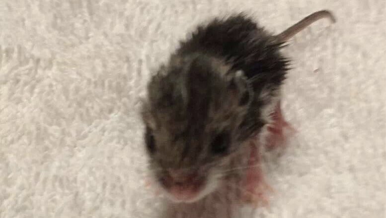 cottontailmouse's tweet image. this is who you’re asking to work