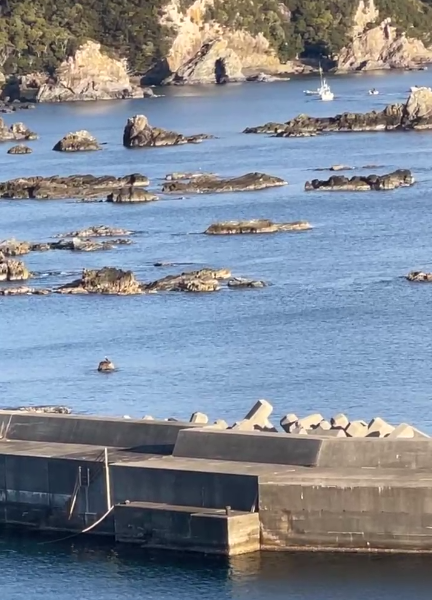 lyingBOTShm0c's tweet photo. #TaijiCoveJAPAN🔴: 40 minutes after leaving the harbour, the #DolphinHunters must have had a tip-off from the fishermen, as they have now just driven in another pod of #Striped #Dolphins 🐬🐬💔We all know how this is going to end... #Live from #JAPAN🇯🇵https://t.co/xtofOwROwq https://t.co/4CN95v2ChS