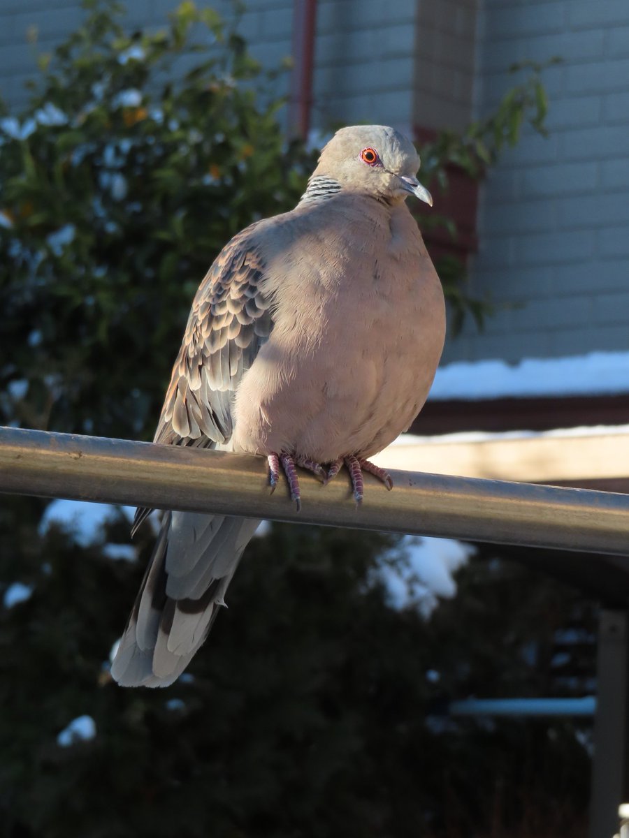 さあ！今週も1週間頑張るデデ✨️
#キジバト