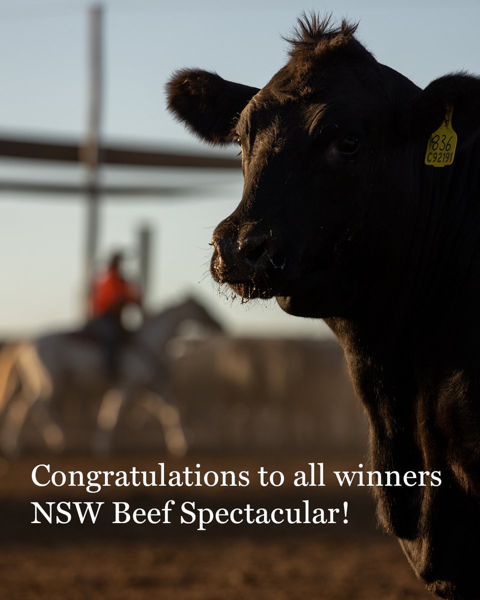 TeysAustralia's tweet photo. 🌟 Congratulations to entrants and winners of the 2026 Beef Spectacular Trial!

Proud to celebrate the best of grain-fed beef at the award dinner in Wagga Wagga. 

#BeefSpectacular #GrainFedExcellence #TeysAustralia #AustralianBeef #TheLand #AustFeedlots https://t.co/sphlDjQSU1