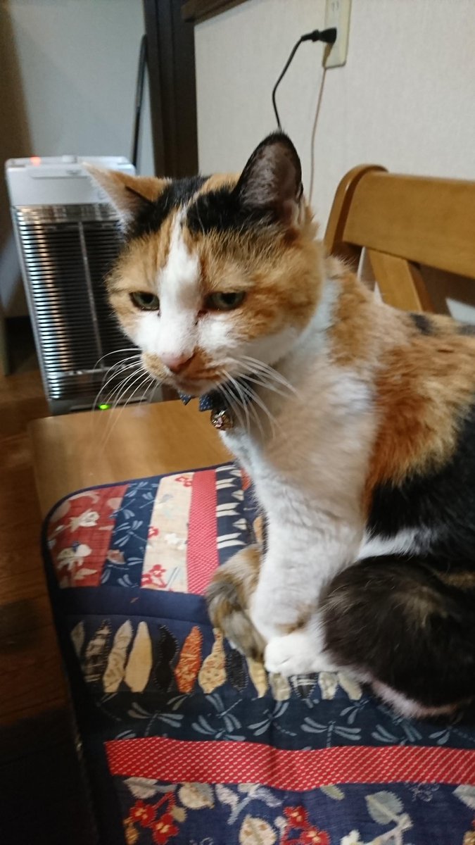 ２月９日㈪の、思い出みーちゃん🤗
🌟2020🌟
お刺し身を待ってます🐹💕
ヒーターの前で待ち遠しそうです🥰

交通に影響は有りませんが我が家地域も雪化粧です⛄
大雪の地域の皆さん事故、怪我に気を付けてお過ごしください🙏
今週も宜しくお願い致します😉🤚