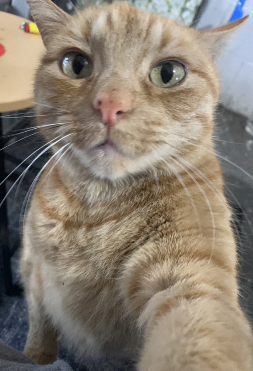 <a href="/AnimalPlanet/">Animal Planet</a> Tiger was going crazy during it 🤣