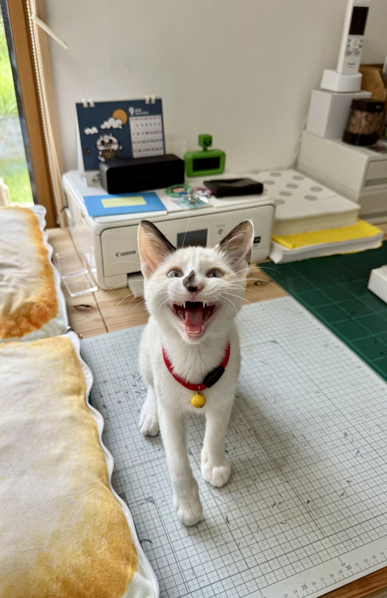 大福」の「ふ（2く（9）」と読む語呂合わせから、今日は「大福の日