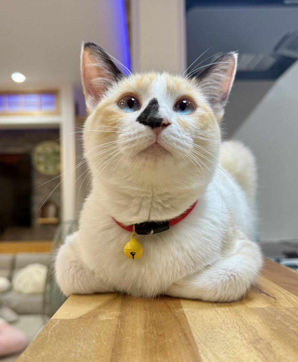 大福」の「ふ（2く（9）」と読む語呂合わせから、今日は「大福の日