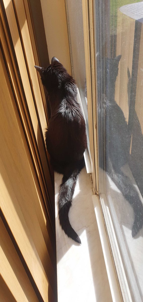 Syraxis 🐛✨| Monster Boy Vtuber tweet media