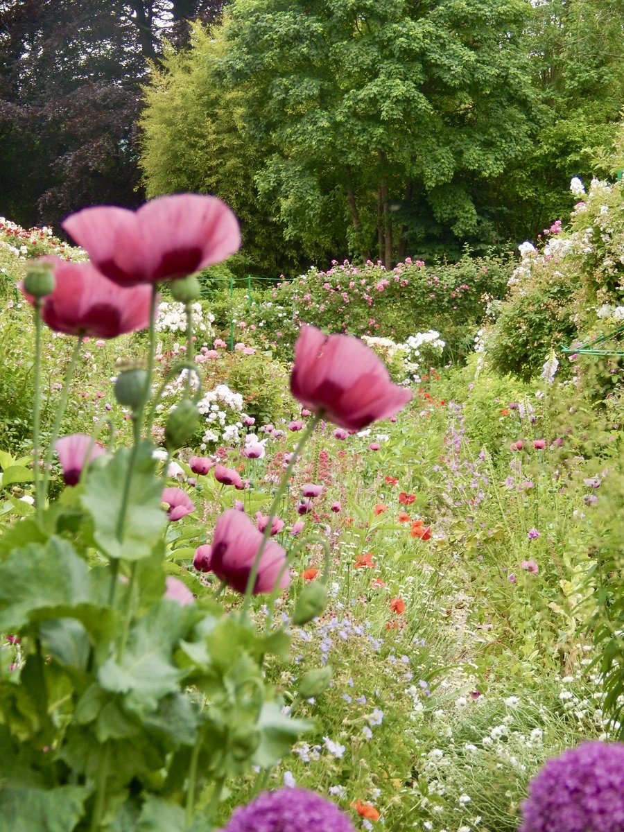 « Soyons reconnaissants aux personnes qui nous donnent du bonheur ; elles sont les charmants jardiniers par qui nos âmes sont fleuries. »

❥ Marcel Proust

📸 Giverny, vue par moi