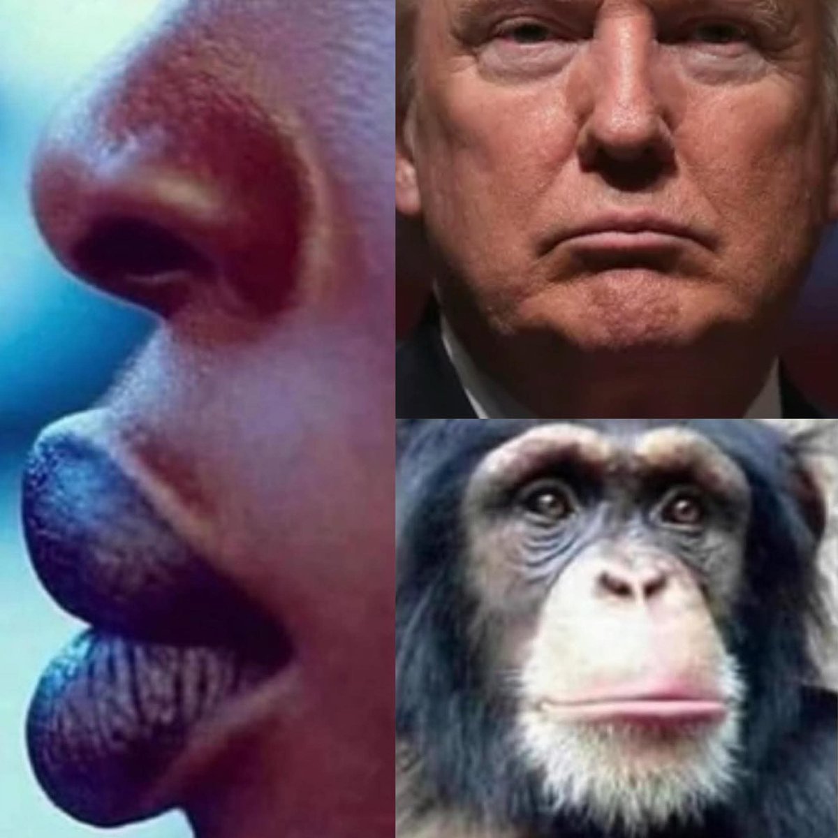 Racist White Nationalist, Racist White Cristian Nationalist, Racist White Supremacist, etc and the 1,300 Racist White American Hate Groups (per FBI CIA database) depict <a href="/BarackObama/">Barack Obama</a> <a href="/MichelleObama/">Michelle Obama</a> and ALL Black and Brown People as Primates but never look in the mirror!