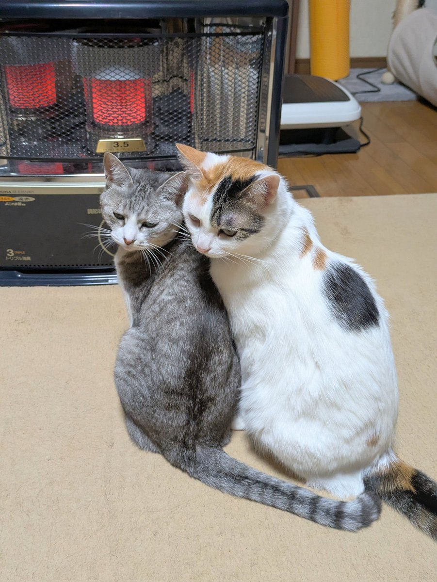 ツナクマ (@kuma_tuna) / Posts / X