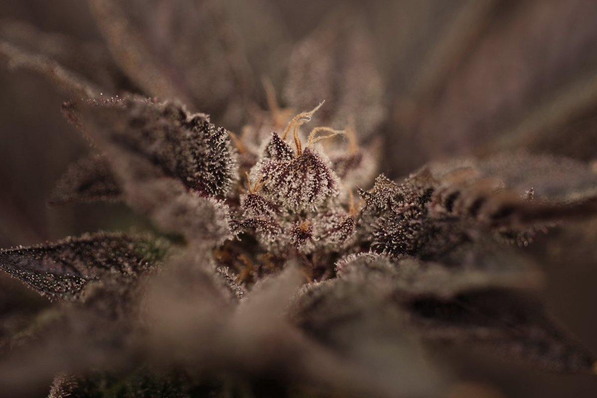 SIK3_one's tweet photo. 🥩Queef Beef from FourWiseEyes grown in coco. Some of the most gnarly terps I've come across 

#onemancrew https://t.co/31rqWr0xDT