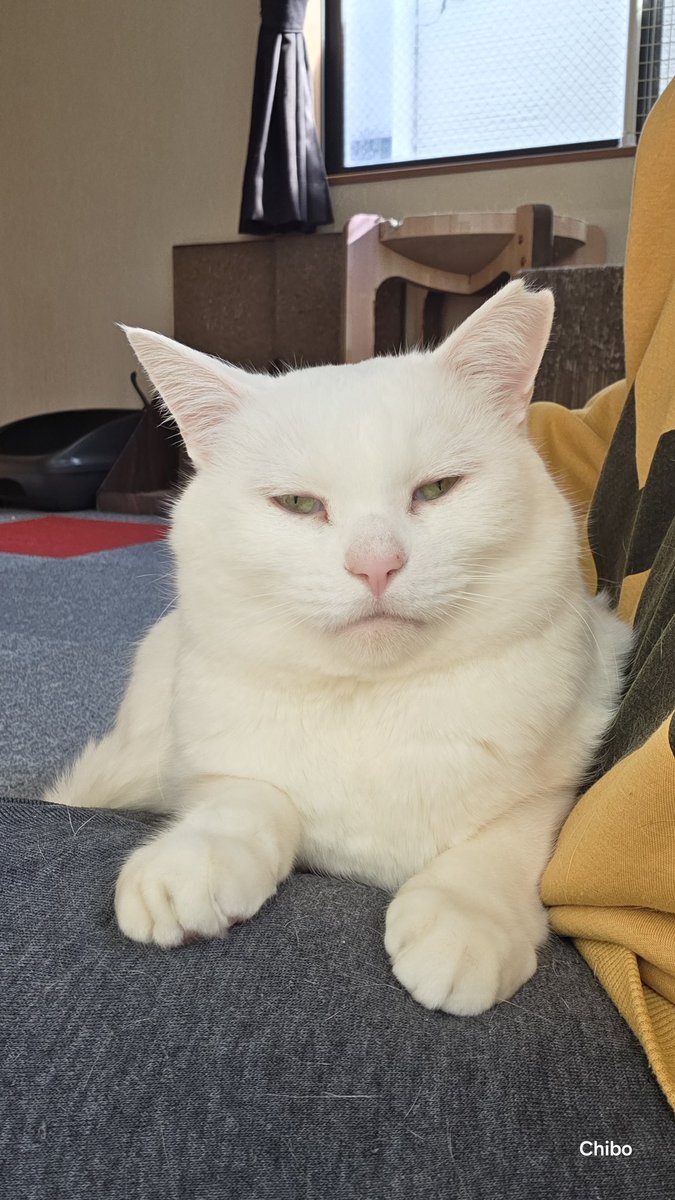 信じてもらえないかもしれないけど、これめちゃくちゃリラックスしてる顔