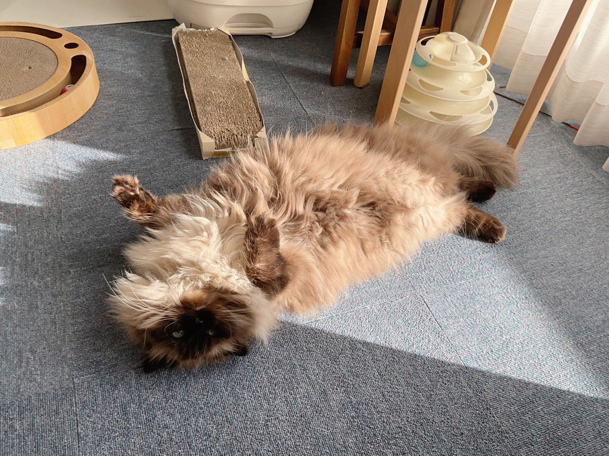 日向ぼっこが好きな青くん。
朝はいつも太陽の光があるところでごろごろ😸
#RPA猫部 #uipathfriends