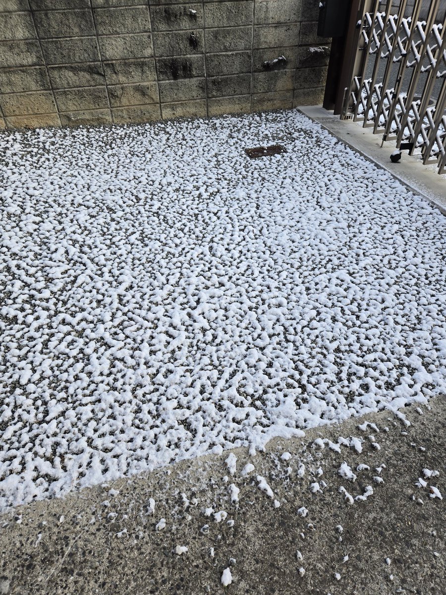 freedomabird's tweet photo. 朝起きたら雪が積もってた❄
昨日の昼間だけ雪が降ってたけど、まさか夜に積もるとは…
出勤途中4回程滑って転んだので、足に青タン出来とるやろなぁ(*T^T) https://t.co/17pMp4rFlS