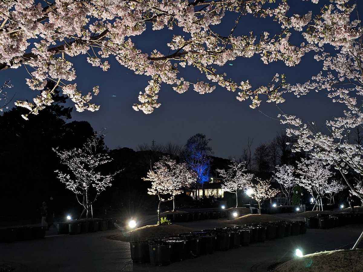 夜桜