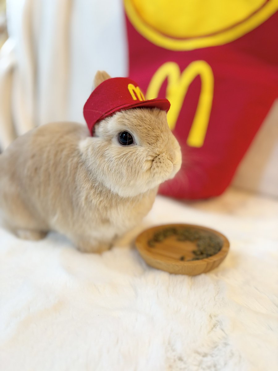 このタグを見たひとはめっちゃかわいいうさぎさん貼って