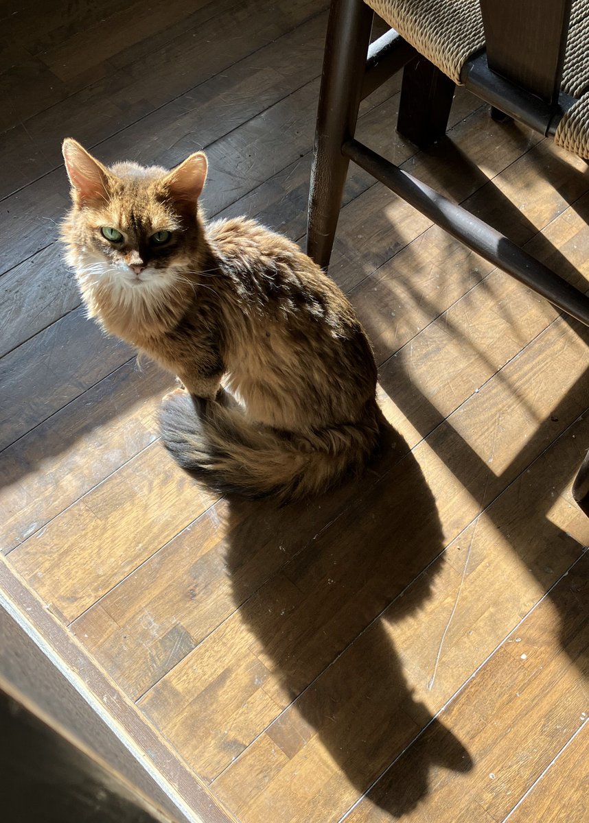 FSPFEB's tweet image. おはようございます！
私の最後の猫、しいな(20)の看取りが終わりました 
雪でまっしろ、静かな朝です⛄️

まだ玄関で寝ていますが、やべーかわいいよね…