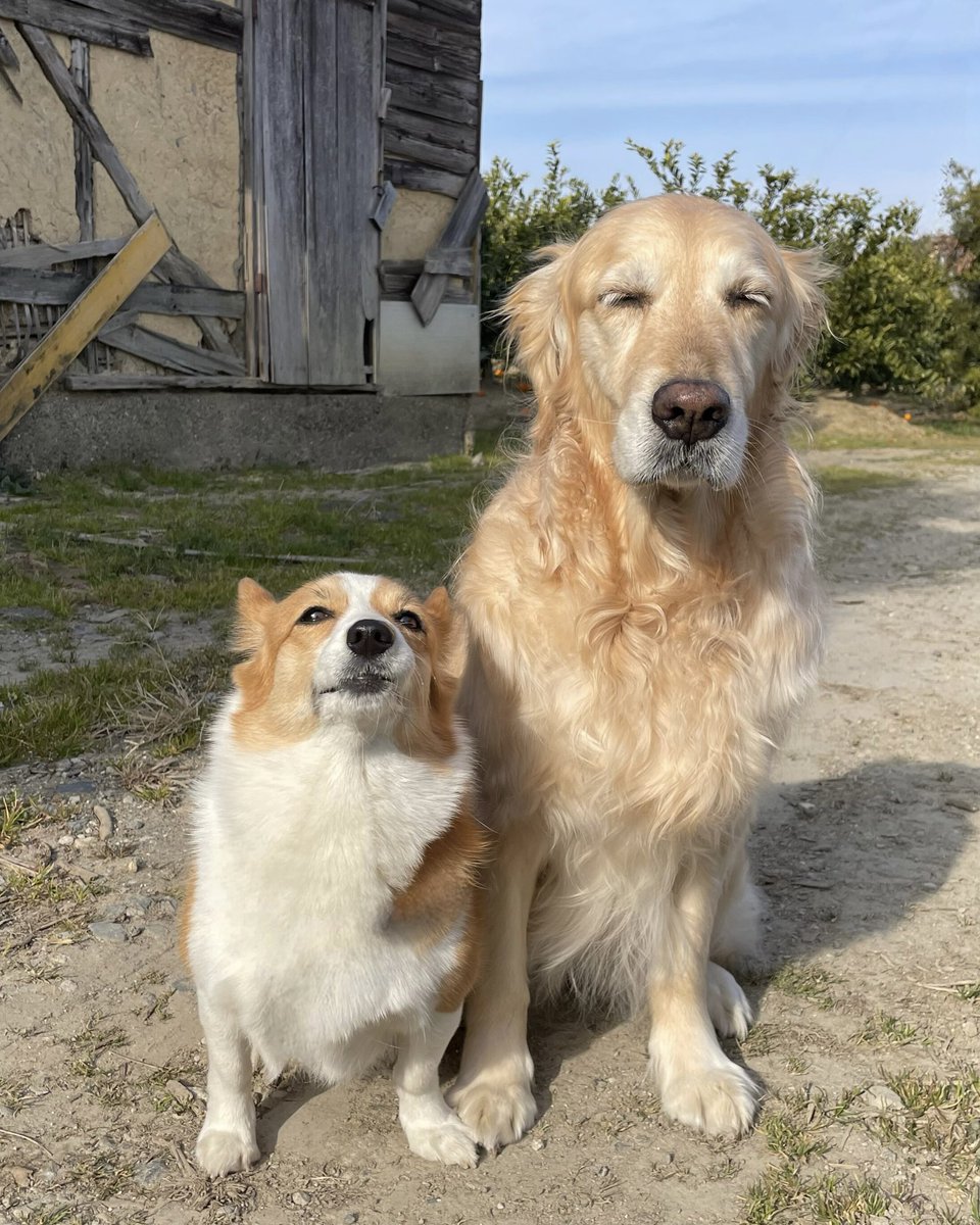 こま：「ちょっとだけ期待したけど、結局、雪ちょっぴり降っただけで積もんなかったね」
サン：「それにしてもピリッと冷えてるね、今朝も」
こま：「あのコのとこは雪積もったのかな？」
サン：「積もってなくても、ヒエヒエ、カサカサ注意だねッ！じゃあいくよッ、せえのッ！」