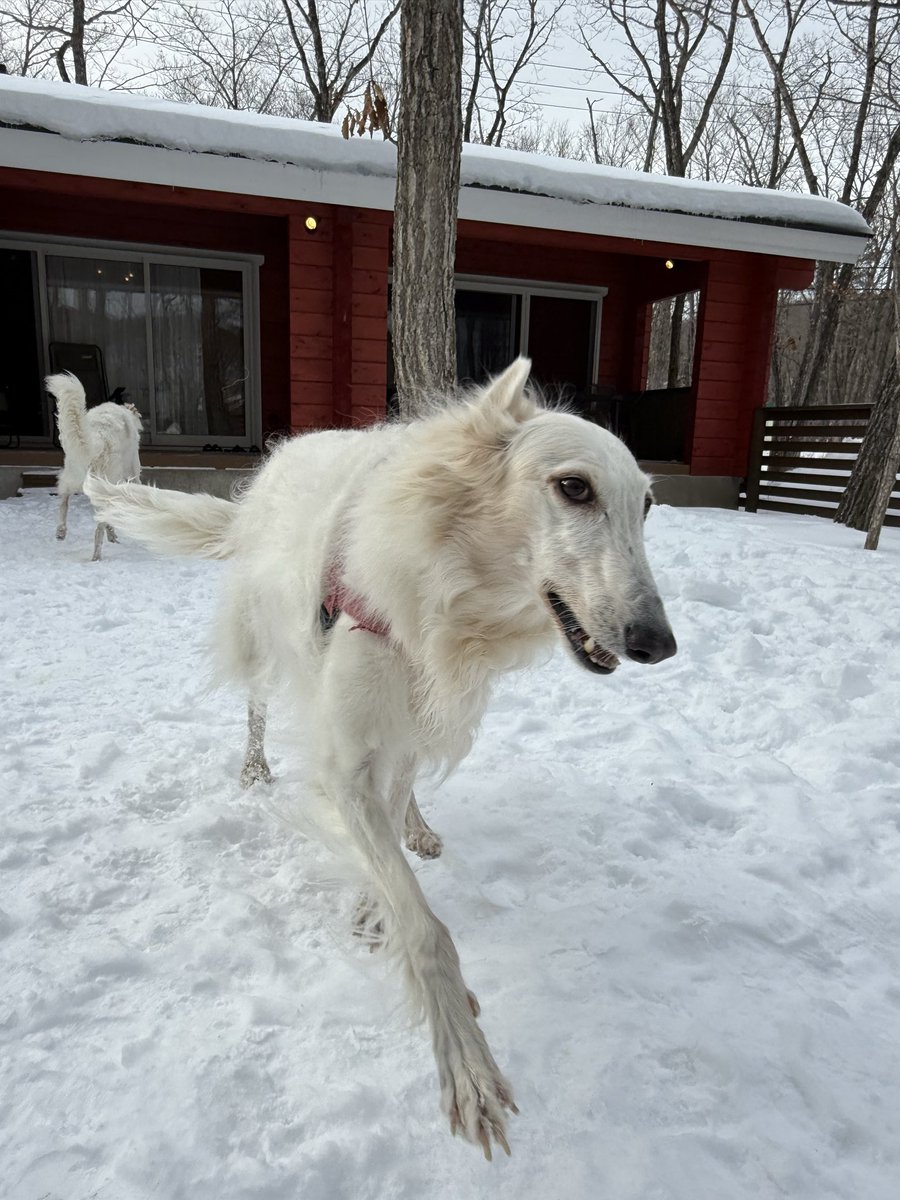 サクサラ (@sakurabolu) on Twitter photo 