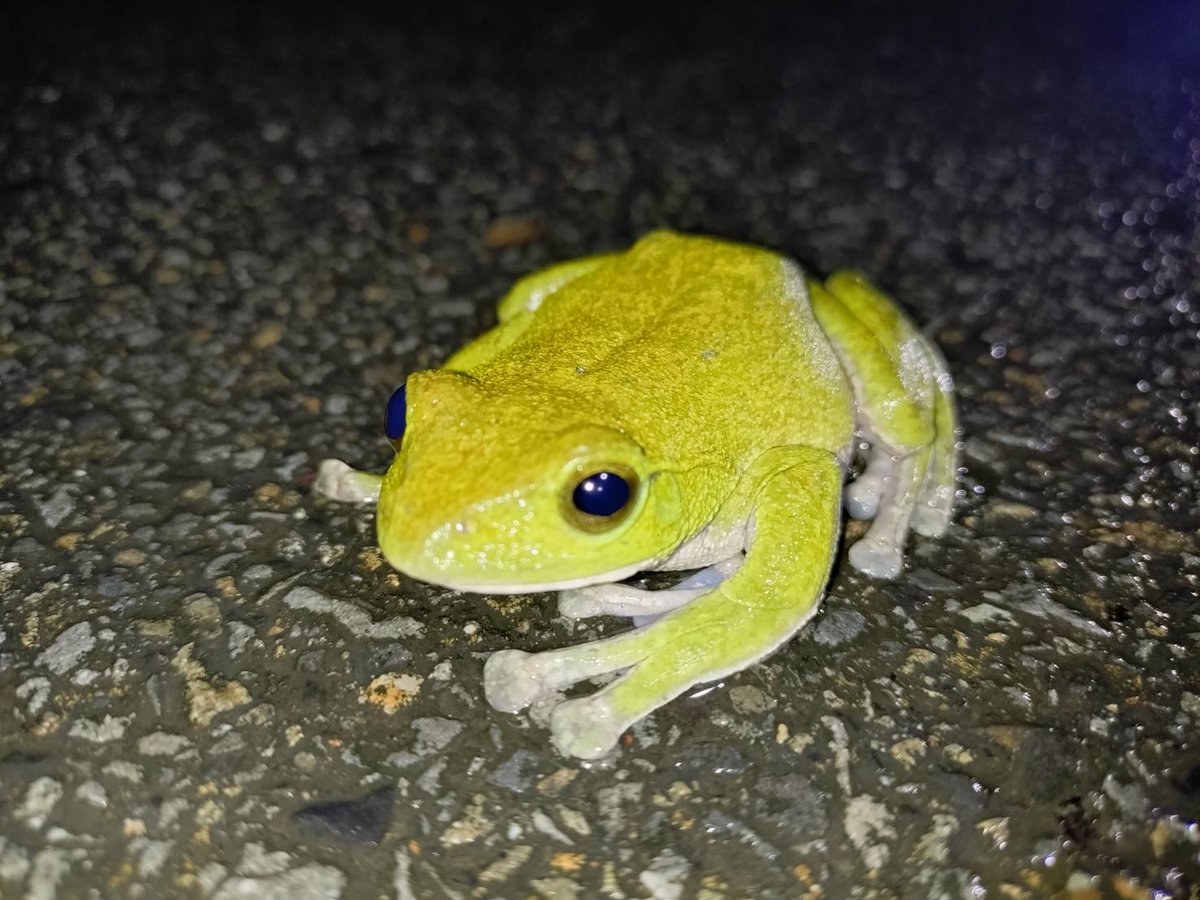 AffectionRep's tweet image. いつもの島流し系営業マンアングラーのお友達から今度は野良アマミアオガエルの写真が届きました。
ちょっと雨が降ると道路に出てくるみたいです。