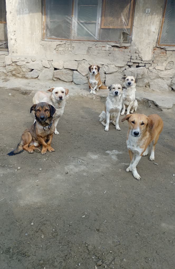 Our pack is ready for the Super Bowl and think they have a pretty good line up! 🏈
