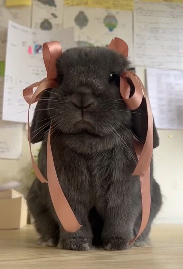 popular (@popularrabbit) on Twitter photo 