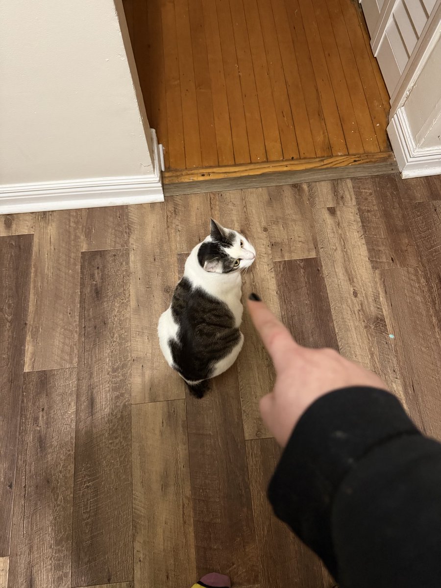 Macklemore the Cat tweet media