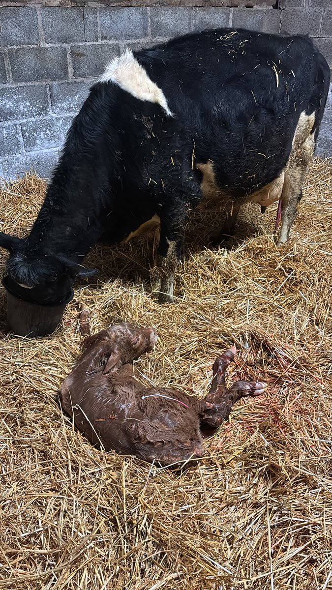 Michael Behan tweet media