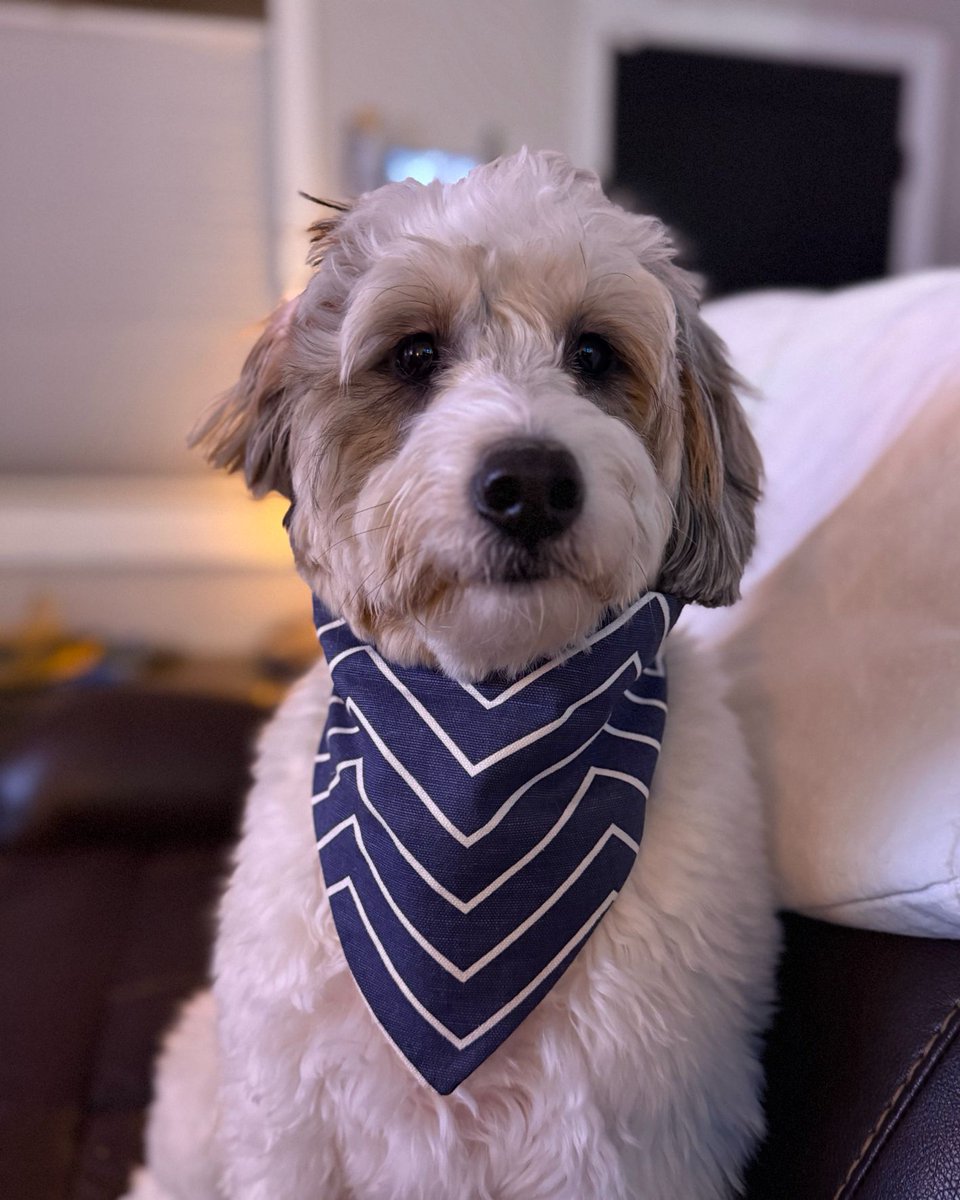 BarkBarkAccs's tweet photo. The great thing about being the boss around here is that I get first dibs on future releases! 💅🐶 Oops I might of spoiled something … 

Shop the latest looks now
🛍️ https://t.co/N0ULswv24g https://t.co/vHzZXkvqGB