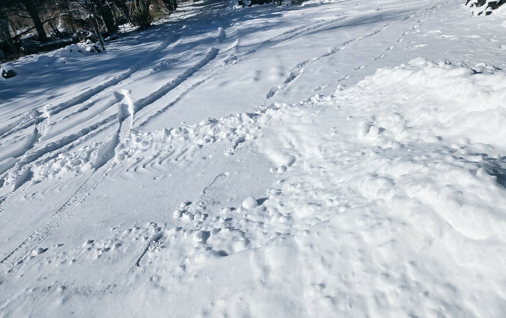 積もりましたな…❄❄