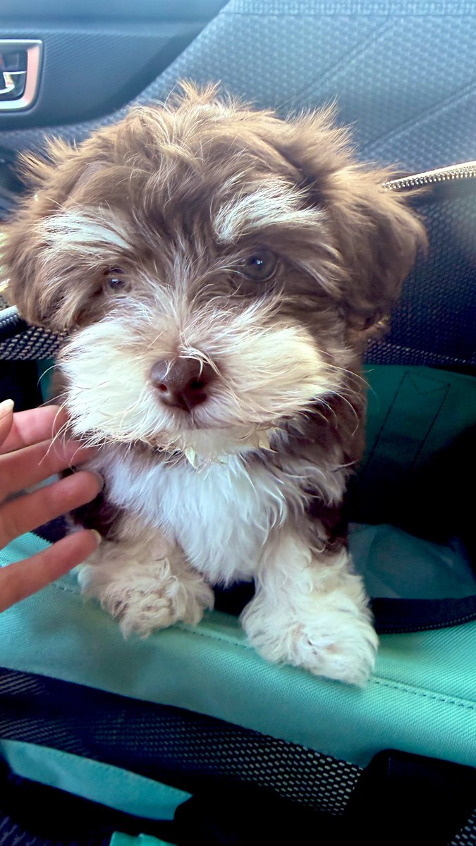 Melissa Medína 🔜 VO Atlanta tweet media