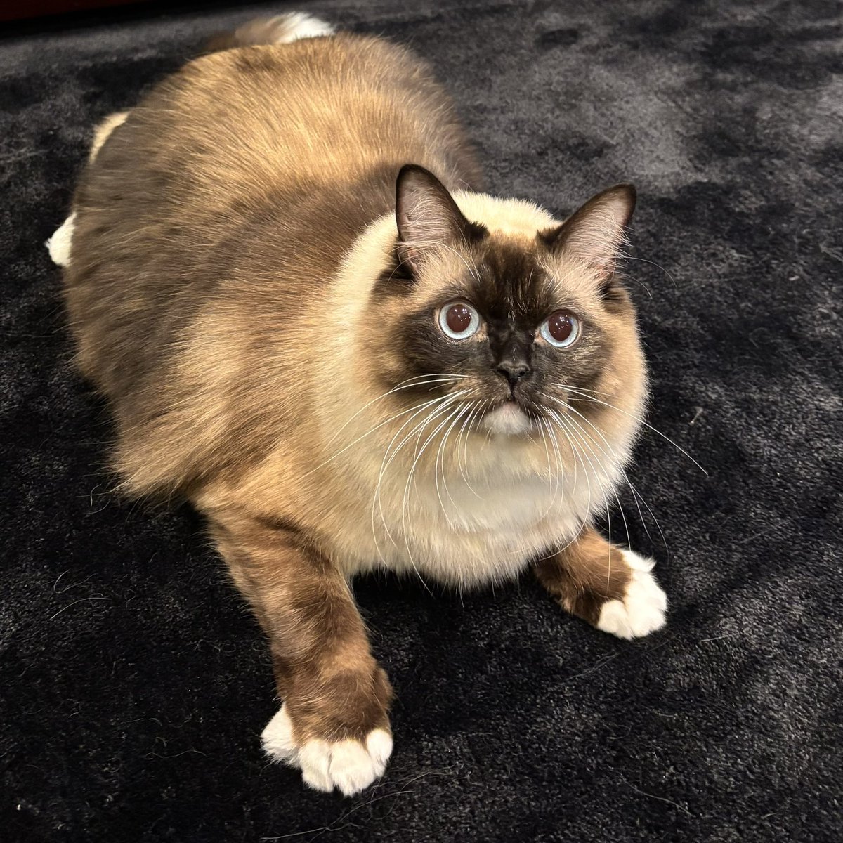 これは私に飛び掛かろうとしている猫