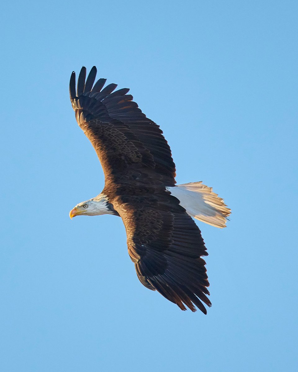 Flyover, Bud Edition.