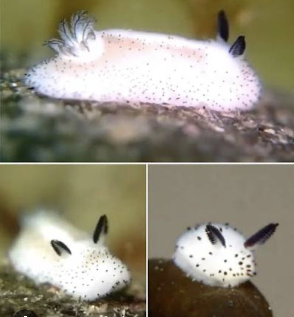 Today I learned sea bunnies are real animals 🥹