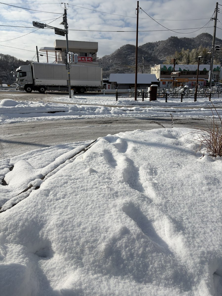 ありんこ tweet media