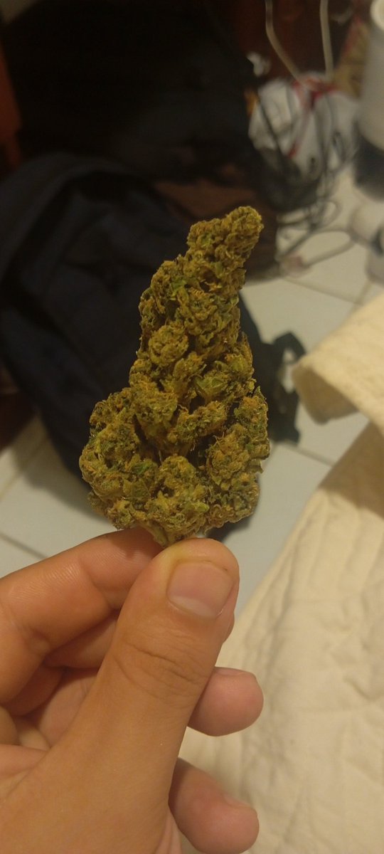 uhh_whatever's tweet photo. @uhhmyuh @_StonersRUs_ The left is indoor, and the right is standar, cheap but kinda ok https://t.co/gPyFJwBTgo