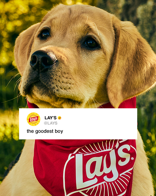LAYS's tweet photo. There’s a puppy in our commercial. This is not a drill. #LaysSBLX #SBLX https://t.co/dubYKQkmvK