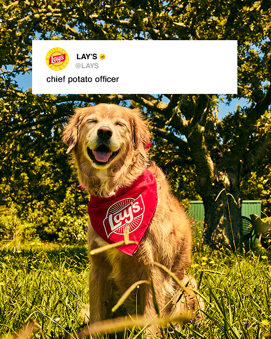 LAYS's tweet photo. There’s a puppy in our commercial. This is not a drill. #LaysSBLX #SBLX https://t.co/dubYKQkmvK