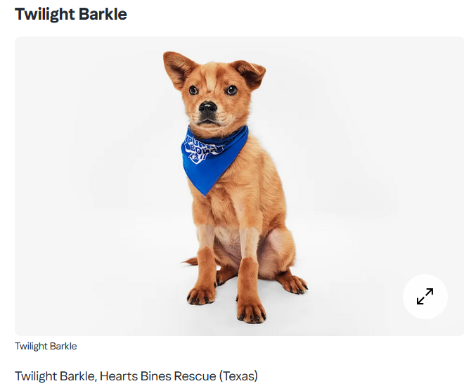 limbosystem72's tweet photo. Twilight Barkle in the puppy bowl made me spit out my beer with laughter lmao https://t.co/zzWOFd1Yjz