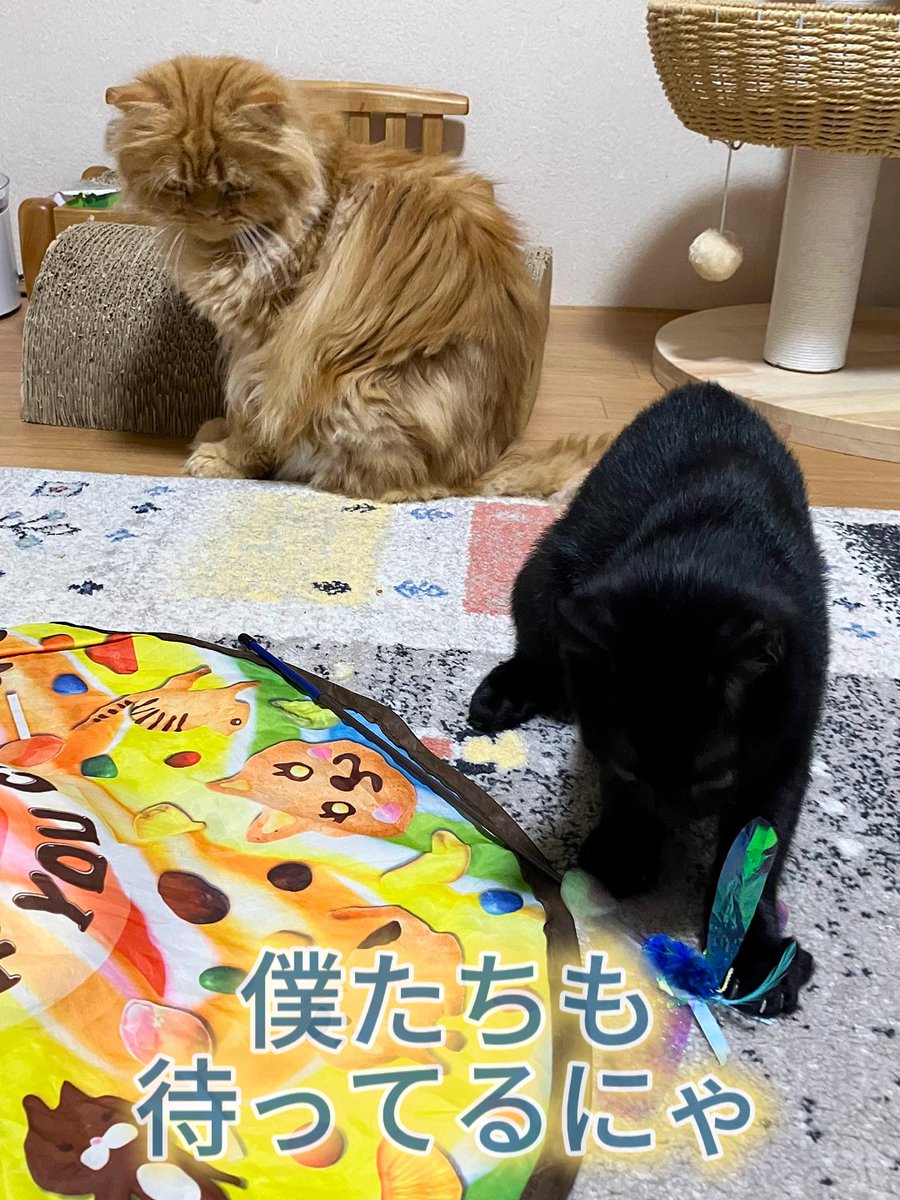 ✨ご予約受付中✨

🌼現在ご予約可能なお時間（9日9時30分現在）🌼
・2月11日（祝）16:00〜18:00
・2月12日（木）満席
・2月14日（土）13:00〜14:00／16:00〜18:00
・2月15日（日）13:00〜14:00／16:00〜18:00
・2月17日（火）12:00〜18:00
・2月19日（木）12:00〜18:00
・2月21日（土）13:00〜18:00