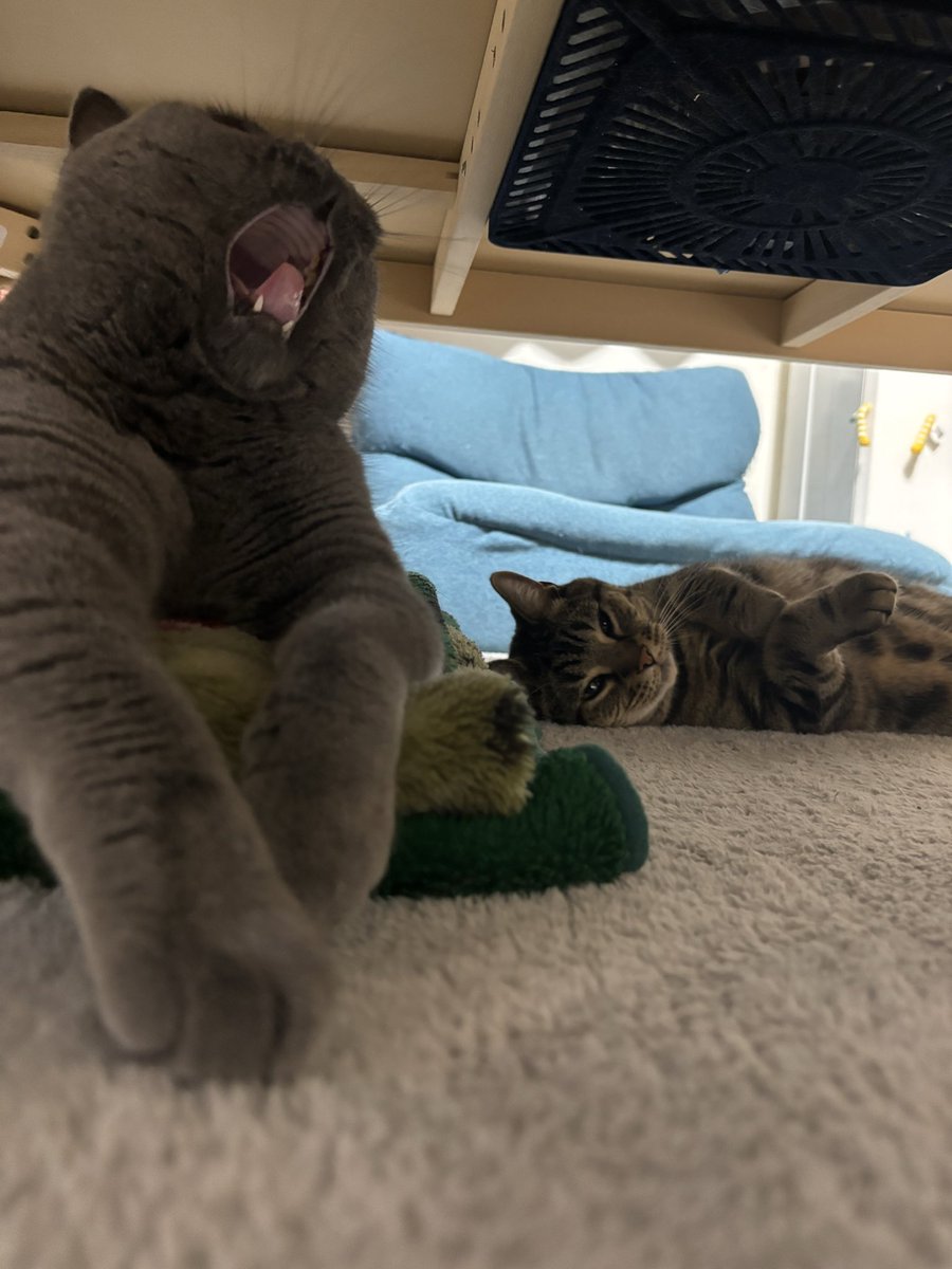 アメリカンショートヘア