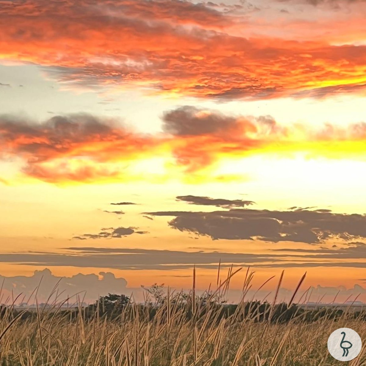 Atardecer entre setarias en Yuqueri ~ 

#corrientes #atardecer #ganaderia #agricultura #marcañandu