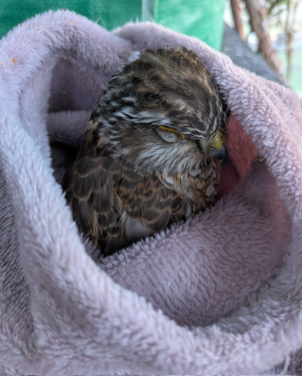 P&C LEON 小鳥専門店 tweet media