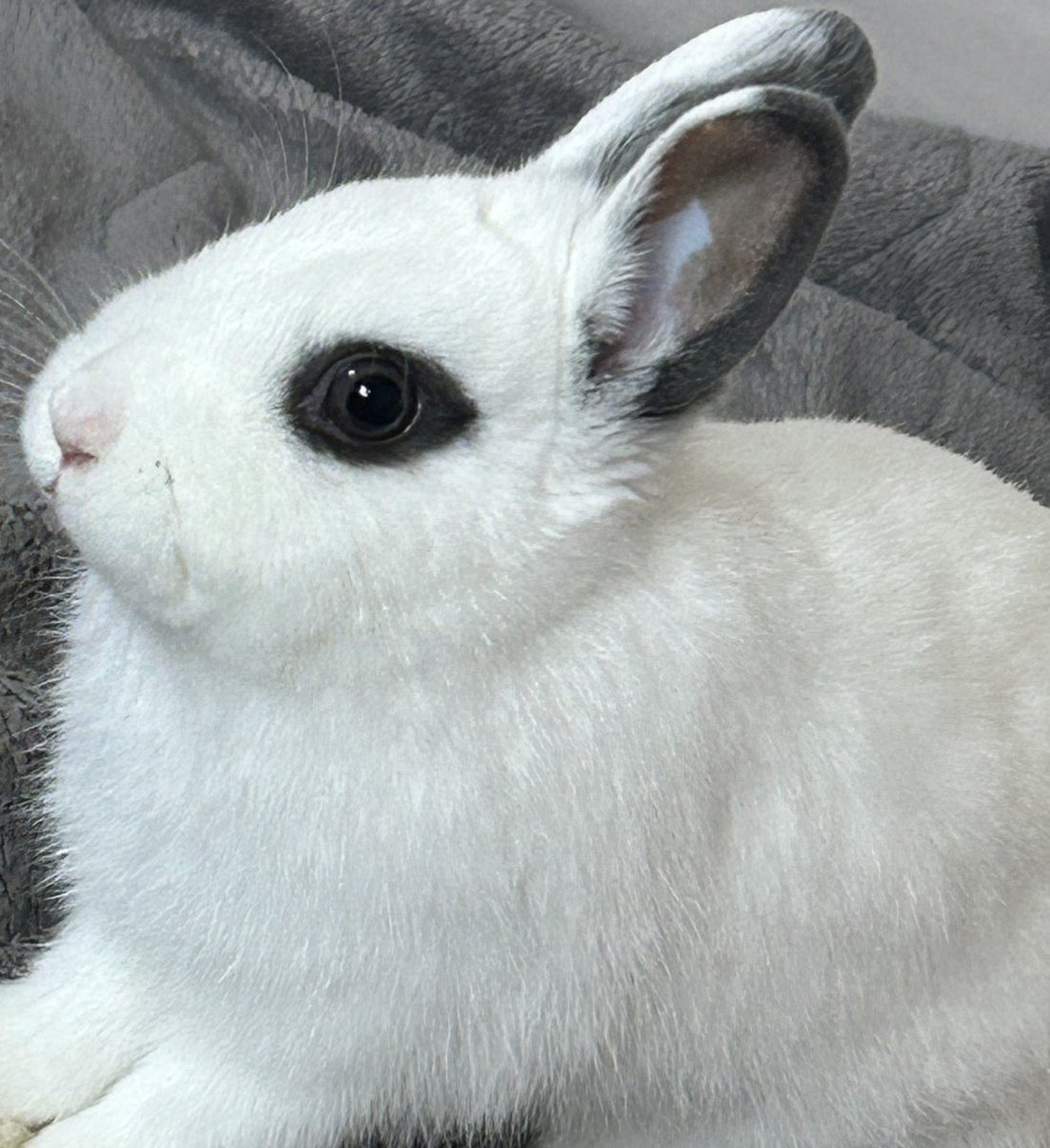 知人宅のピノちゃん🐰✨

＃うさぎ