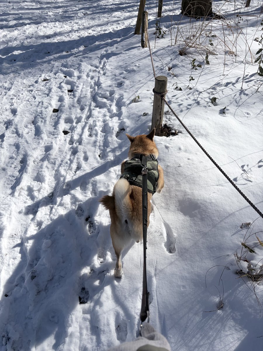 熱が下がったので雪の公園を散歩🐕
だいふく大はしゃぎ⛄️